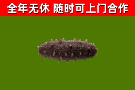 汝城烟酒回收干海参.jpg